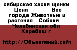 сибирская хаски щенки › Цена ­ 10 000 - Все города Животные и растения » Собаки   . Челябинская обл.,Карабаш г.